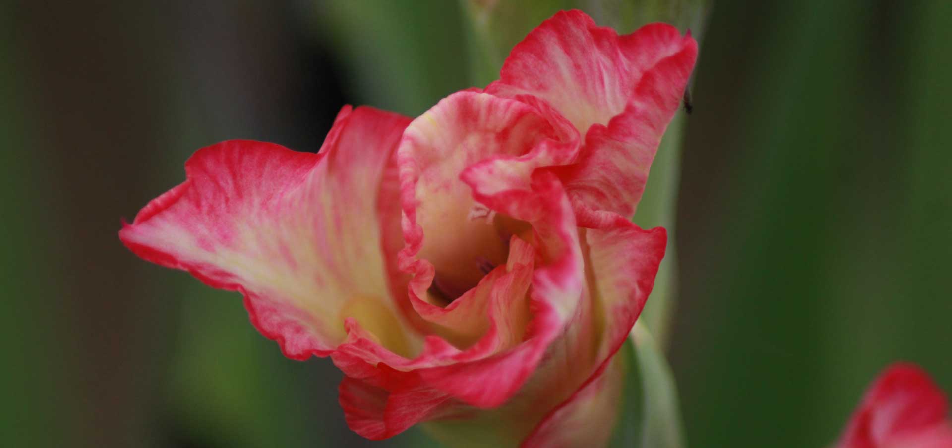 Tacke's Blumenfelder - Gladiolen in Cambs